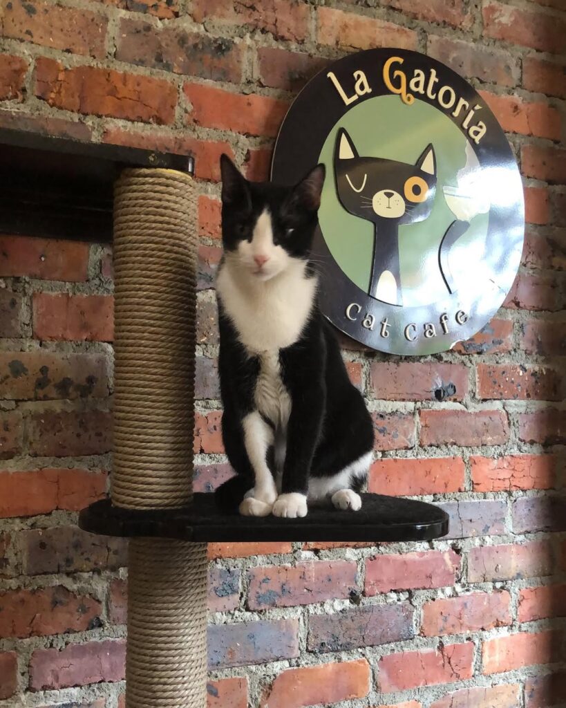 La Gatoria
